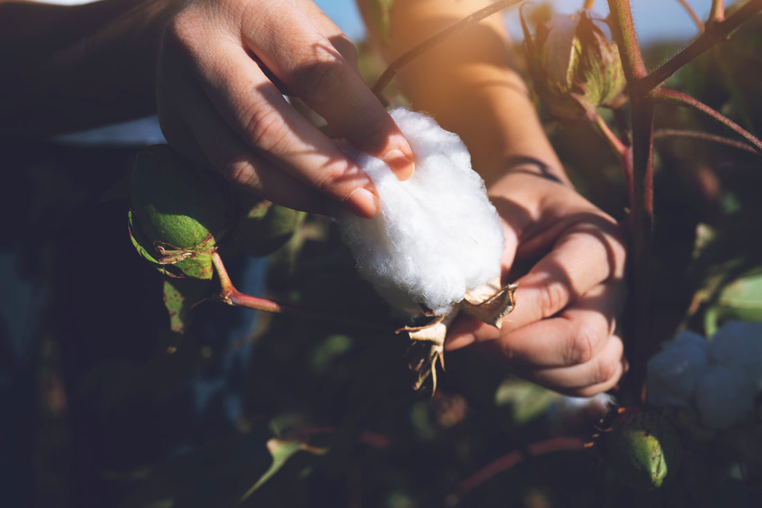 Organic Cotton Materials